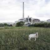 Una pecora si isola dal gregge e pascola all'ombra dell'antico stabilimento